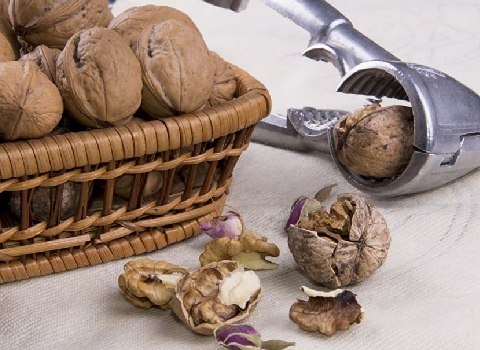 قیمت گردو درختی